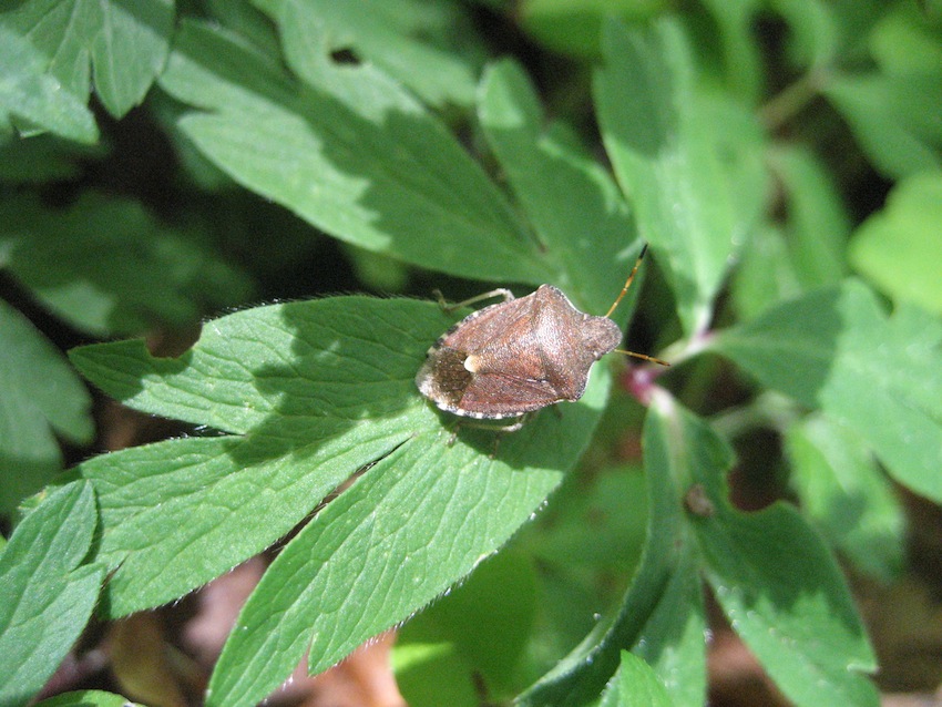 dolycoris baccarum? No, Holcostethus